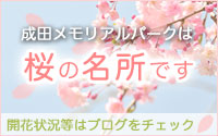 成田メモリアルパークは桜の名所です