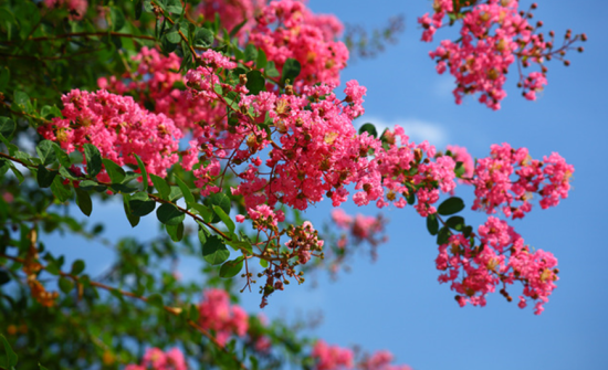 サルスベリの花が咲きました | 成田メモリアルパーク【公式サイト】
