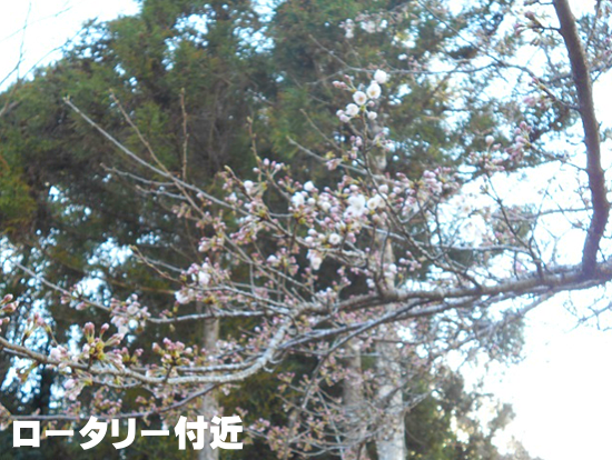 【2019年3月25日】成田メモリアルパーク 桜の開花のようす