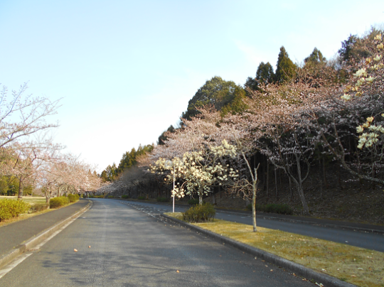 3月27日（水）の桜開花状況
