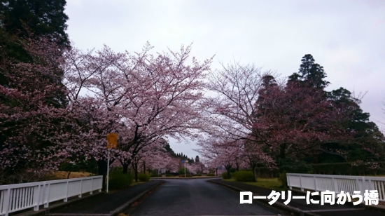 3月31日（日）朝の桜の様子