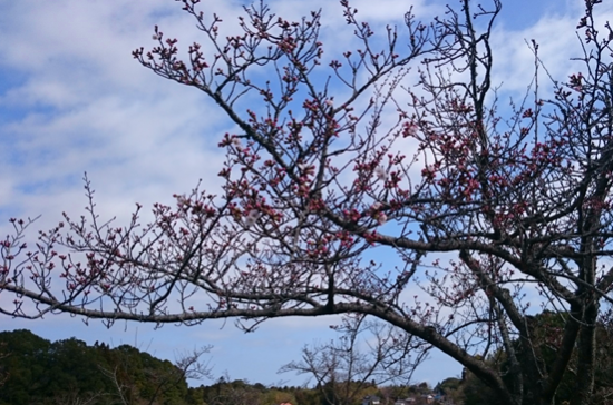 【3月23日】成田メモリアルパーク 桜の開花のようす