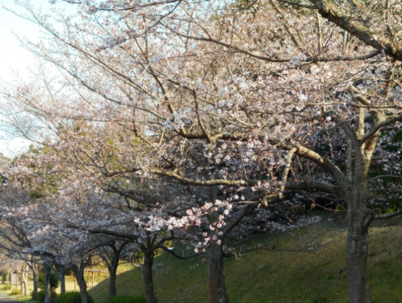 【2020年3月21日】成田メモリアルパーク 桜の開花のようす