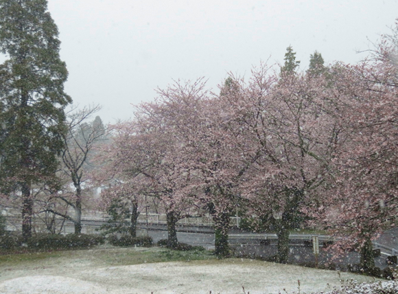 桜と雪の饗宴