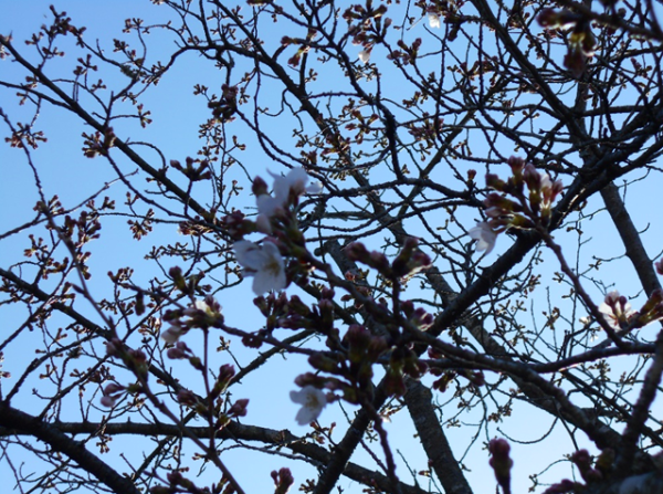 春のお彼岸中日前、桜の状況報告