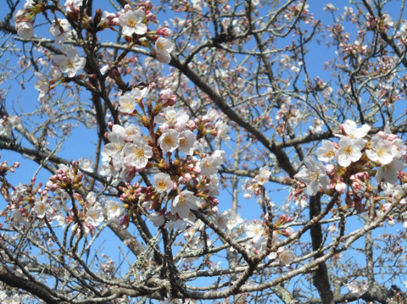 【2020年3月21日】成田メモリアルパーク 桜の開花のようす