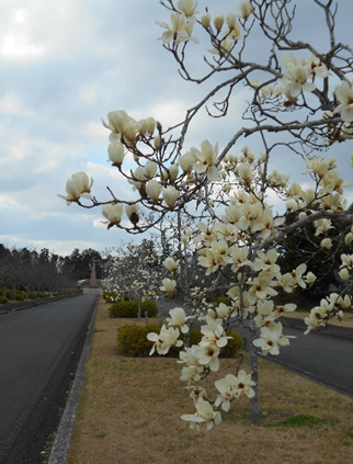 【2020年3月16日】成田メモリアルパーク 桜の開花のようす
