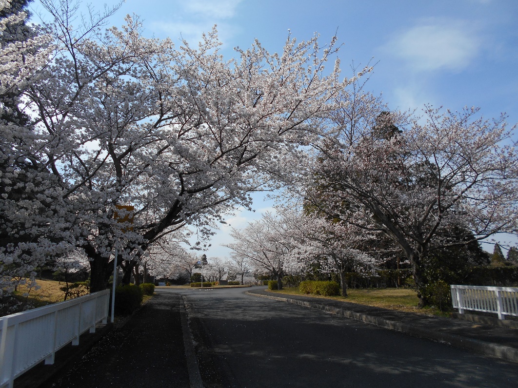 成田メモリアルパーク　桜の開花状況
