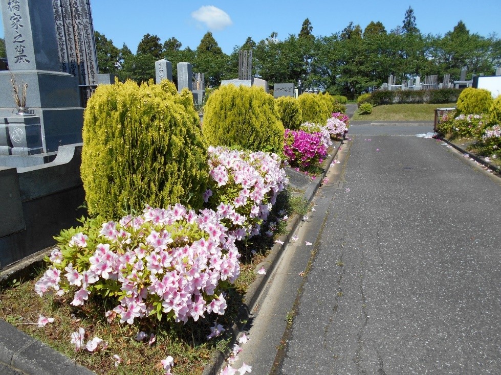 花の便り ツツジが咲いています 成田メモリアルパーク 公式サイト