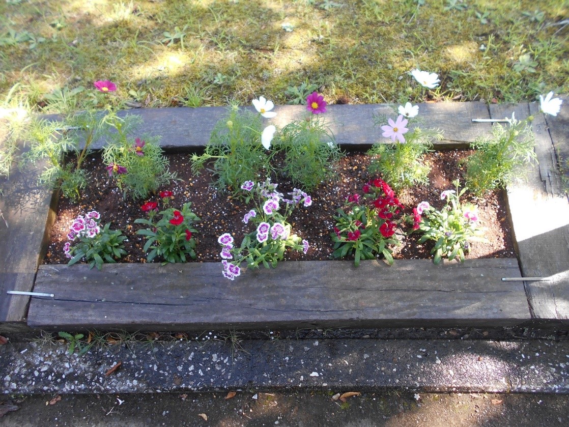 秋の七草とは 管理事務所前花壇を秋花に植え替えました 成田メモリアルパーク 公式サイト