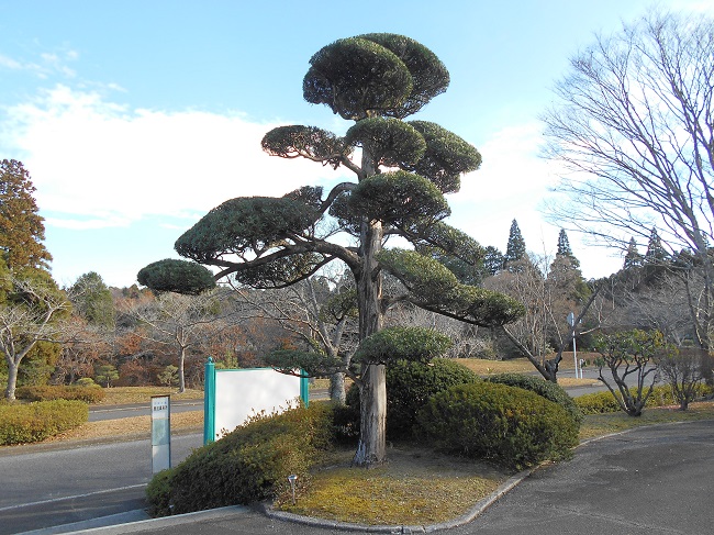 槇の木の剪定