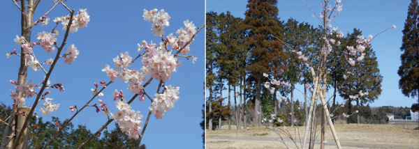 春の花便り