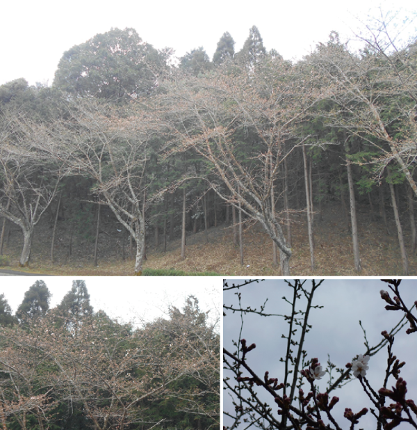 桜(ソメイヨシノ・芝桜)開花宣言