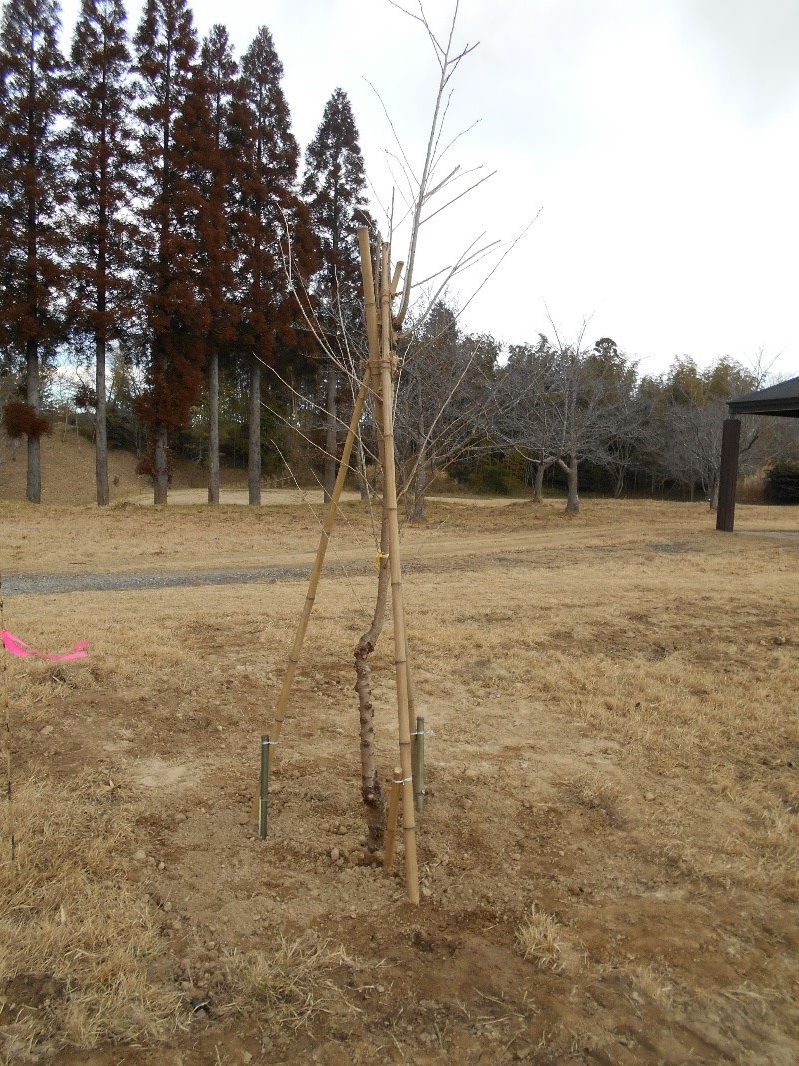 桜の苗木