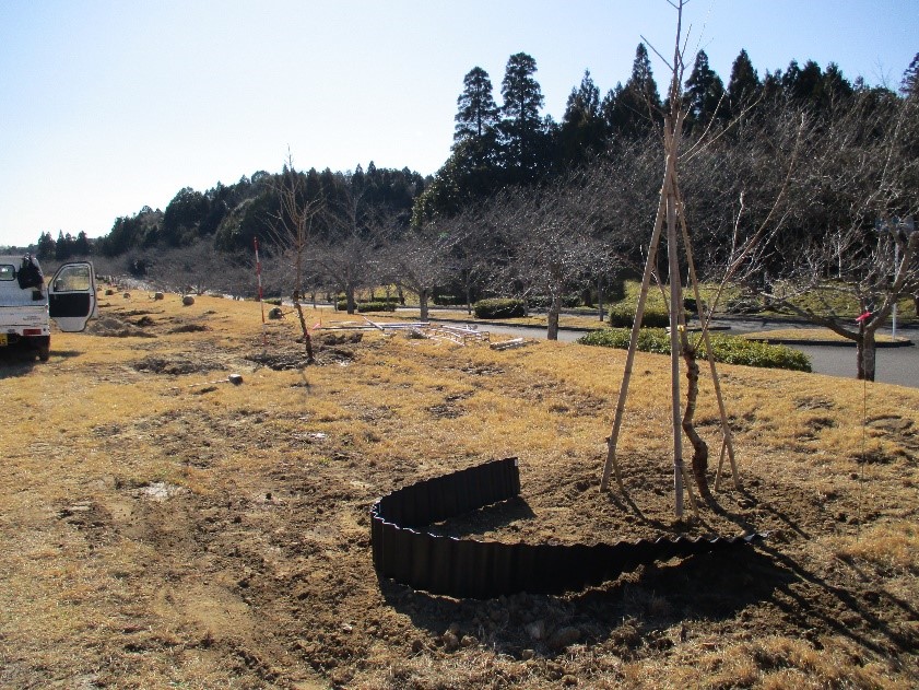 桜の苗木