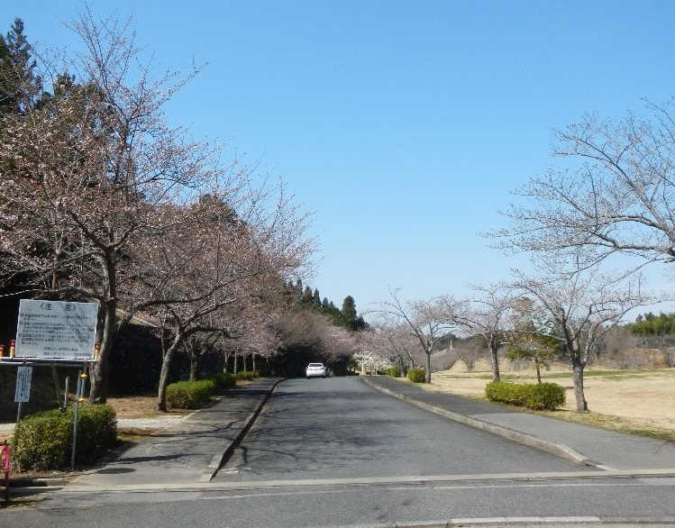 成田メモリアルパーク　桜
