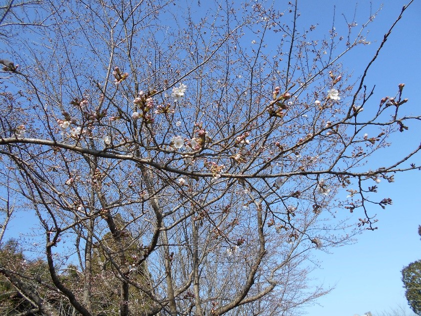 成田メモリアルパーク　桜