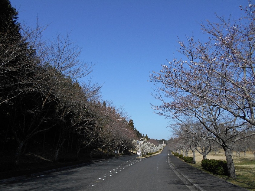 成田メモリアルパーク　桜