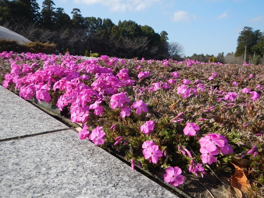 成田メモリアルパーク　芝桜