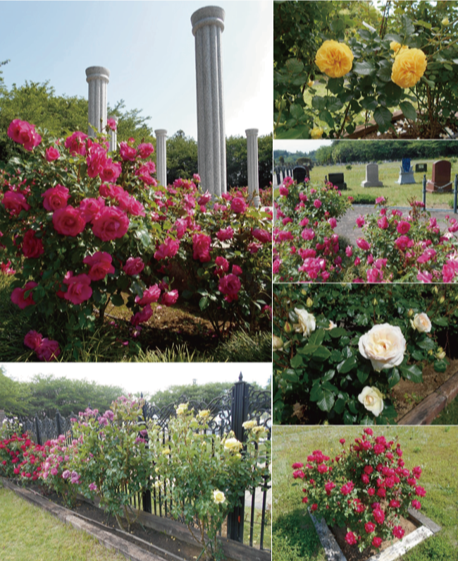 人気の芝生墓地 -ローズヒルズ-