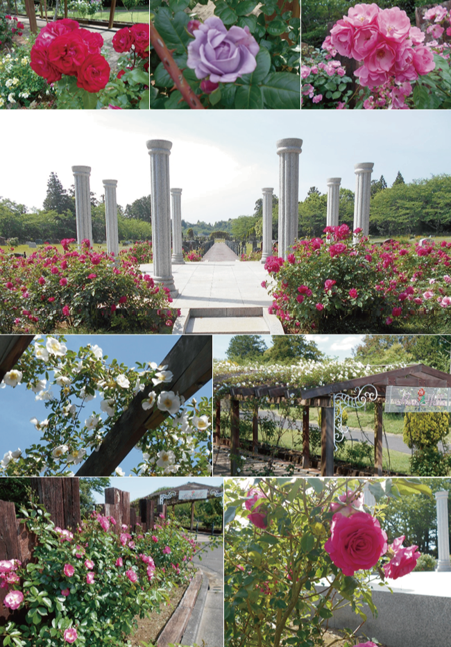 人気の芝生墓地 -ローズヒルズ-