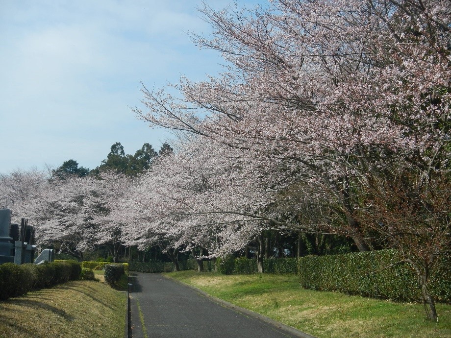 13区裏手園路沿い