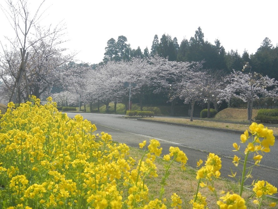 園路菜の花と一緒に