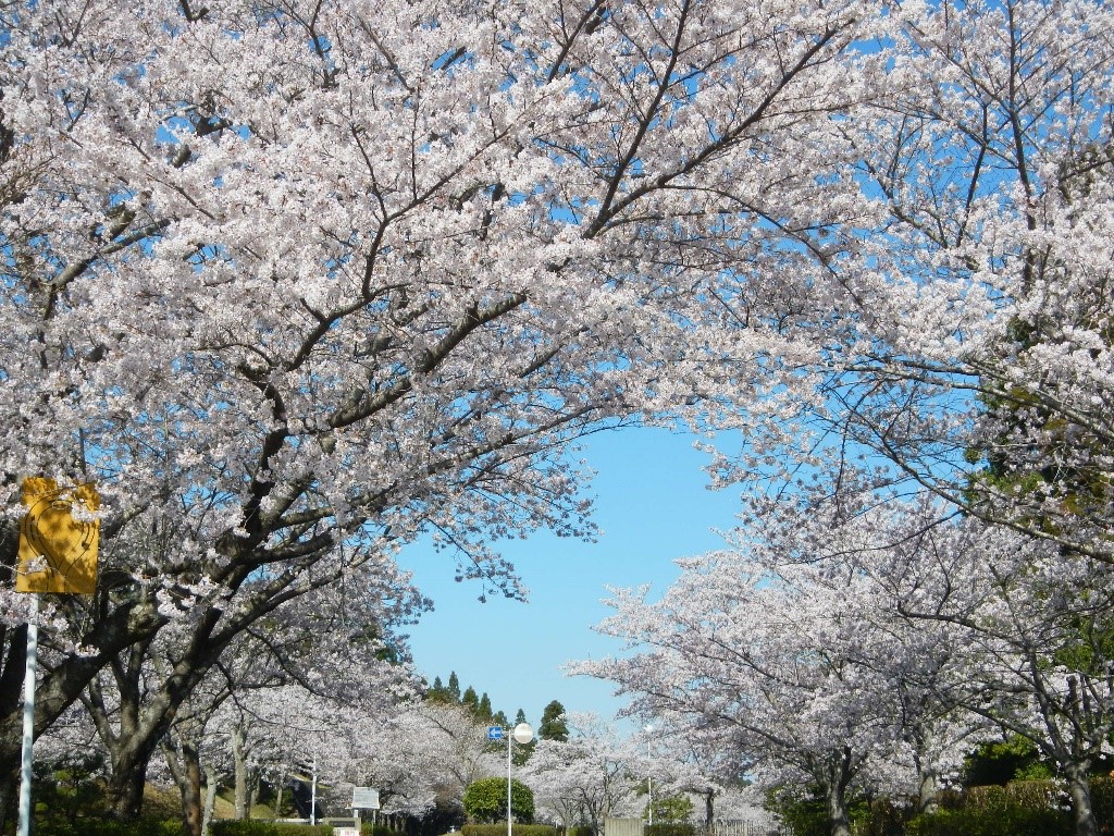 桜満開