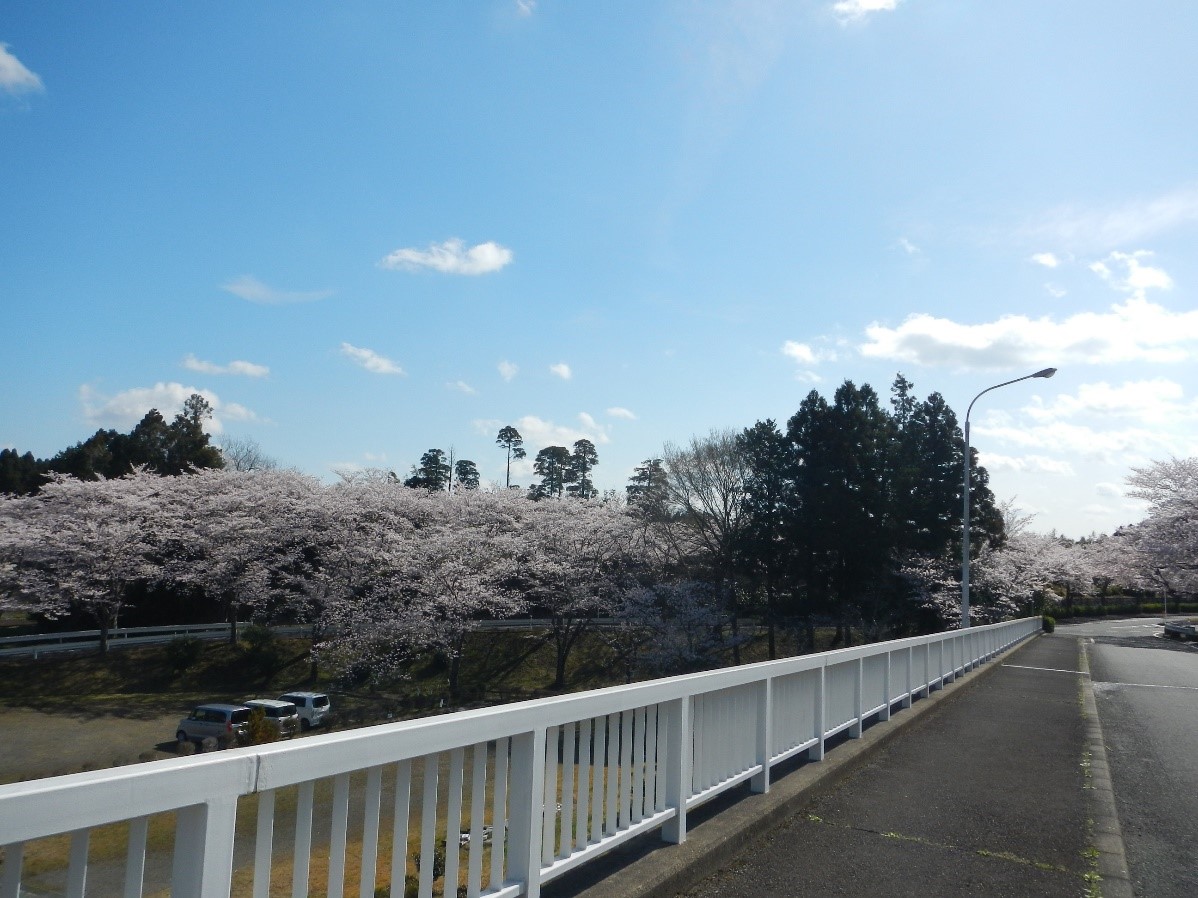 桜満開