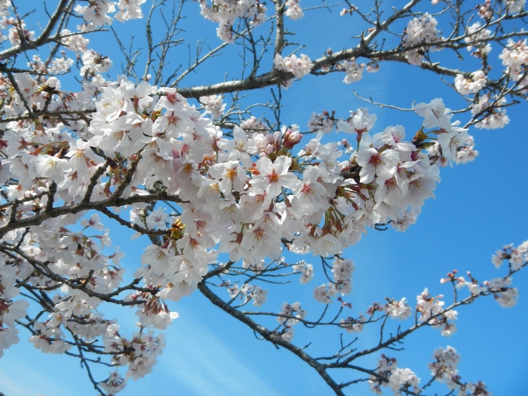 桜満開