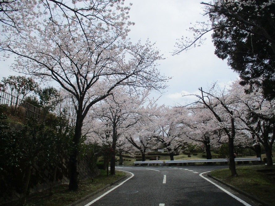 桜のトンネルがお客様をお迎えします