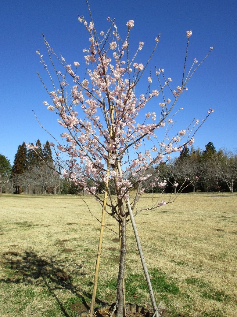 桜（春めき）