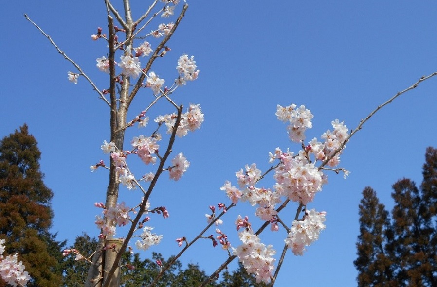 桜（春めき）