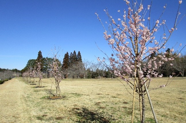 桜（春めき）