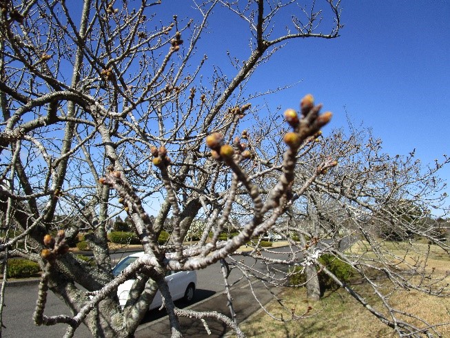 芝桜