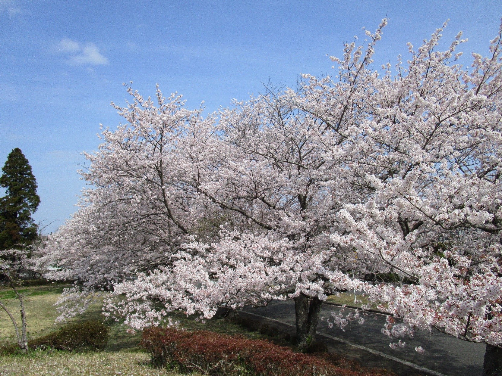 桜　開花情報