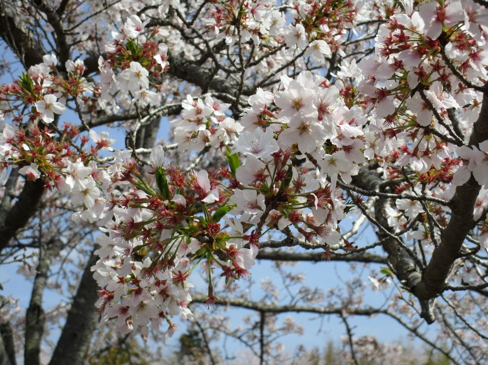 桜　開花情報