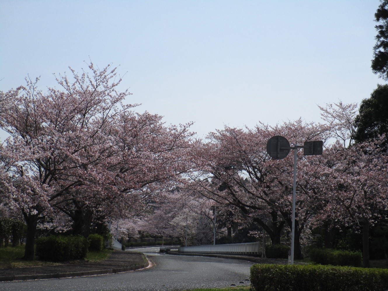 桜　開花情報