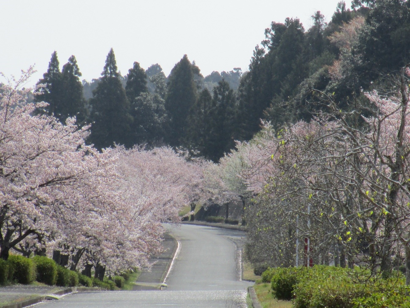 桜　開花情報