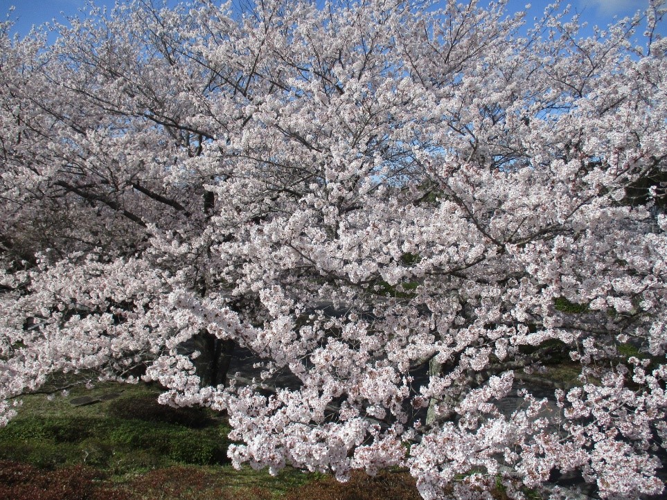 桜