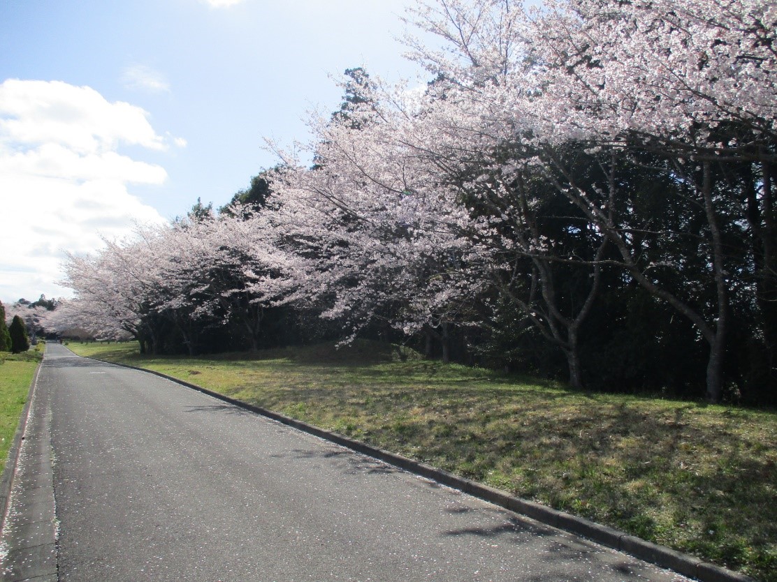 桜