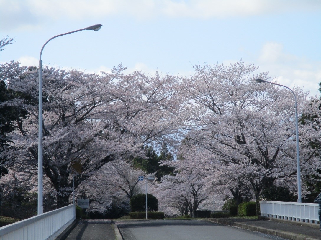 桜