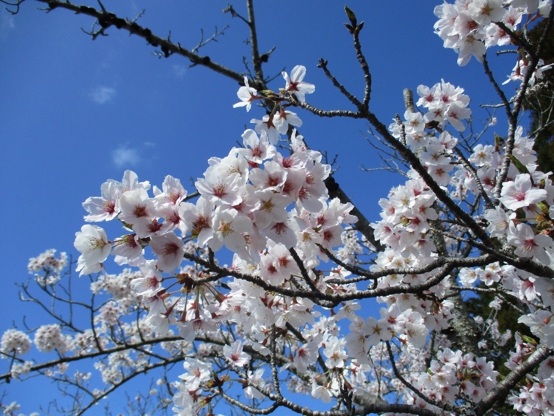 桜