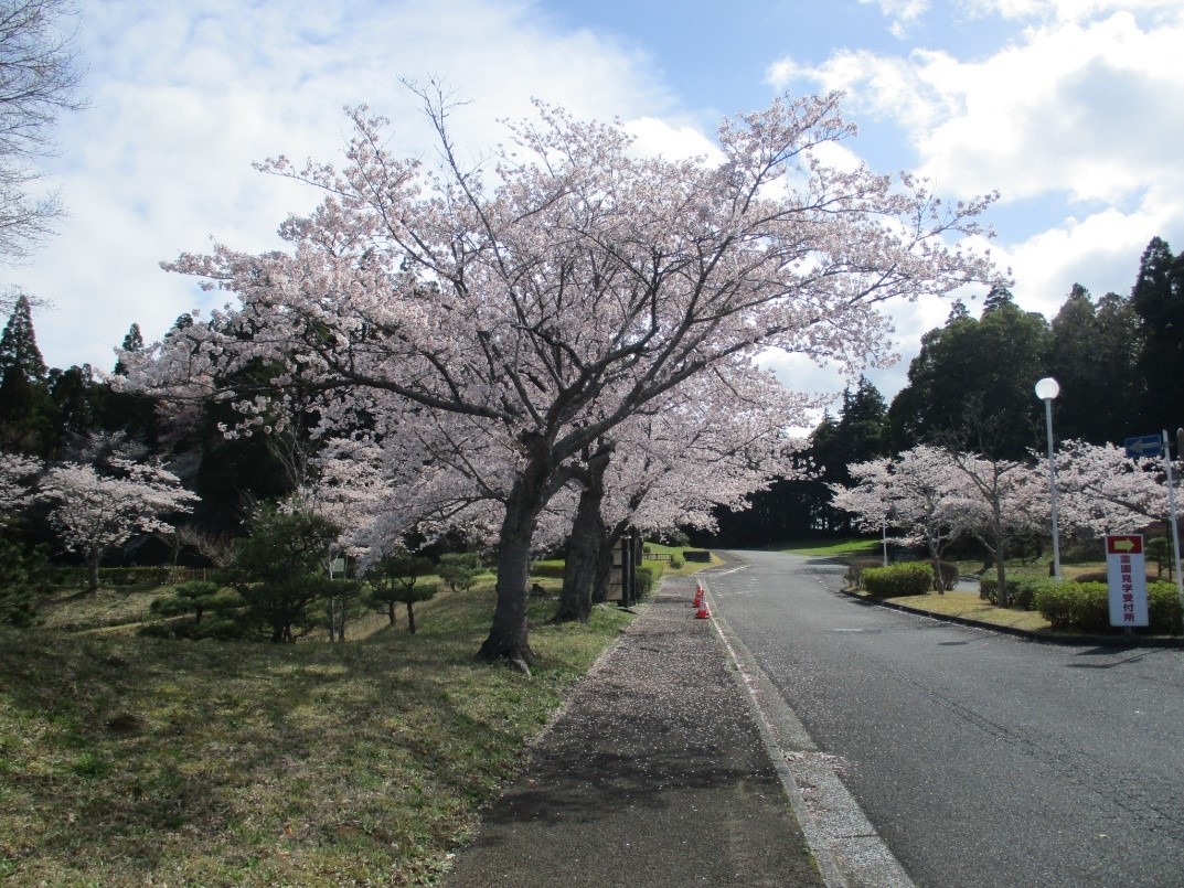 桜