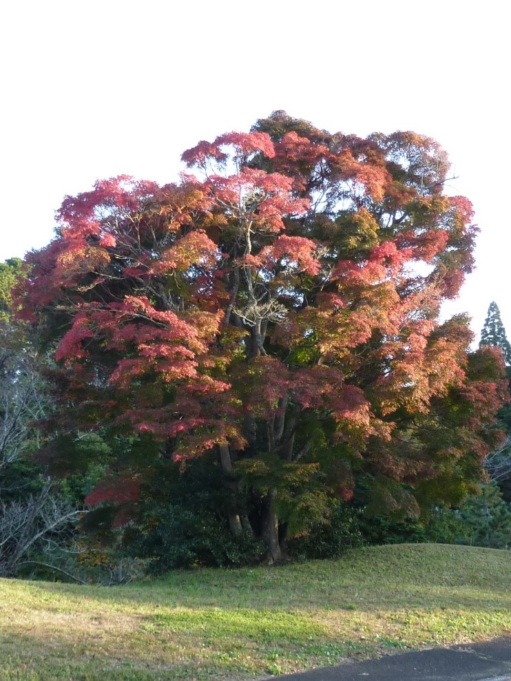 紅葉