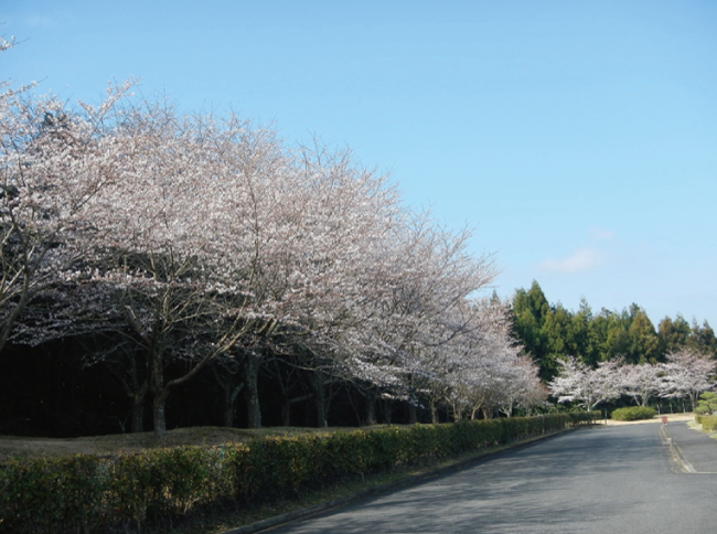 ～春の桜だより～3/22時点開花状況