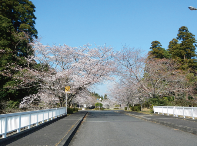 ～春の桜だより～3/22時点開花状況