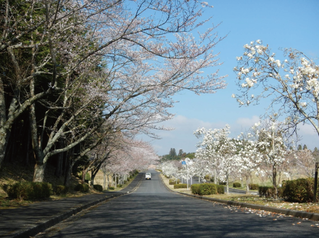 ～春の桜だより～3/22時点開花状況