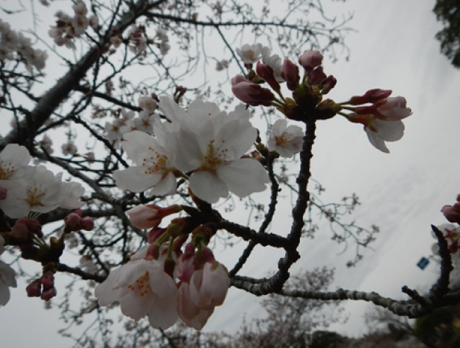 ソメイヨシノの開花状況（3/21現在）