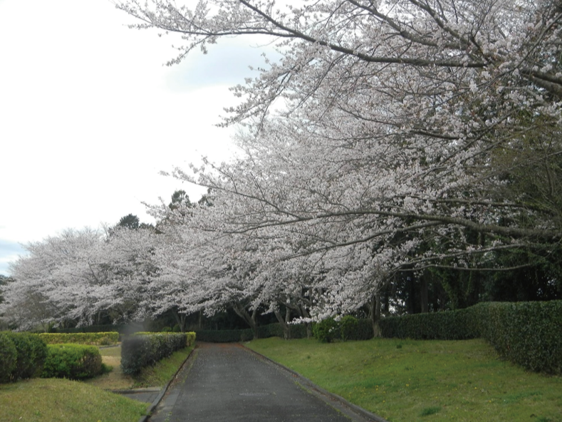 ソメイヨシノの開花状況（3/24現在）